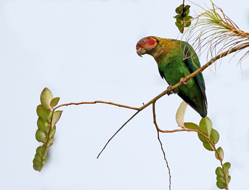 Rose-faced Parrot - ML205016561