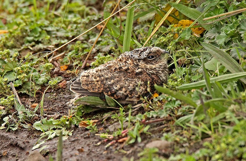 Band-winged Nightjar (Rufous-naped) - ML205016741