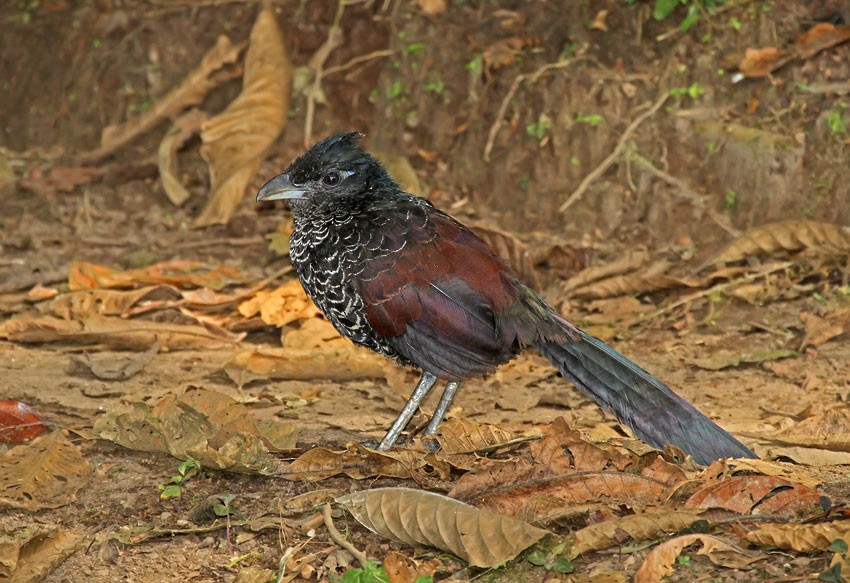 Banded Ground-Cuckoo - ML205016771