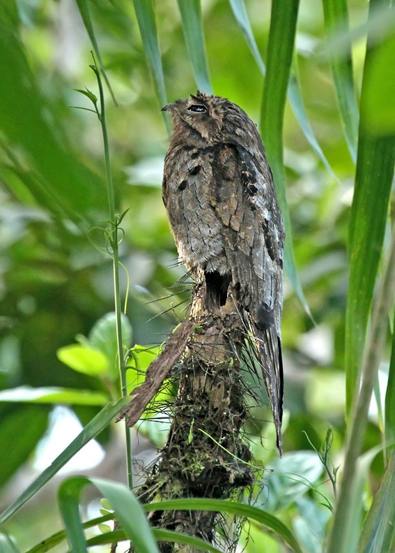 Common Potoo - ML205016921