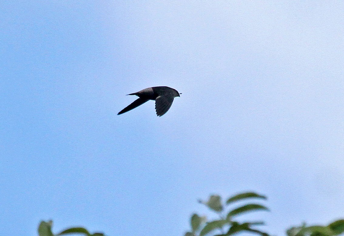 Gray-rumped Swift (Ash-rumped) - ML205017001