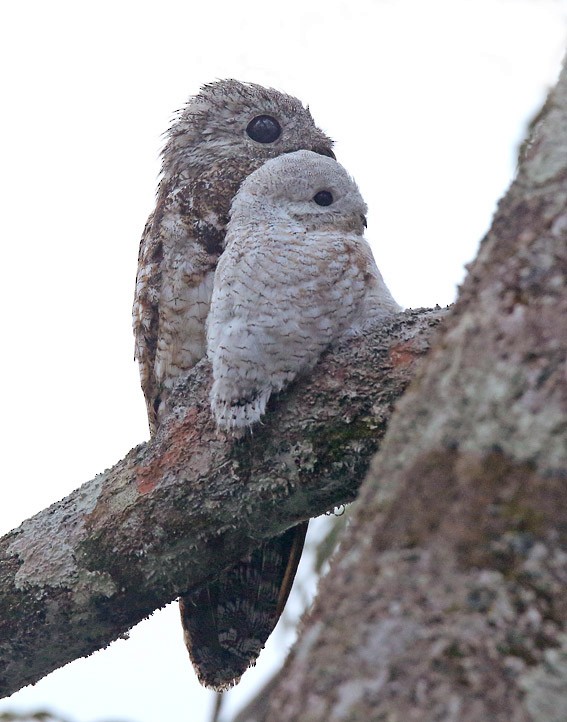 Riesentagschläfer - ML205017021