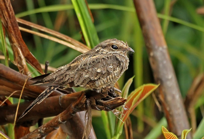 Ladder-tailed Nightjar - ML205017051