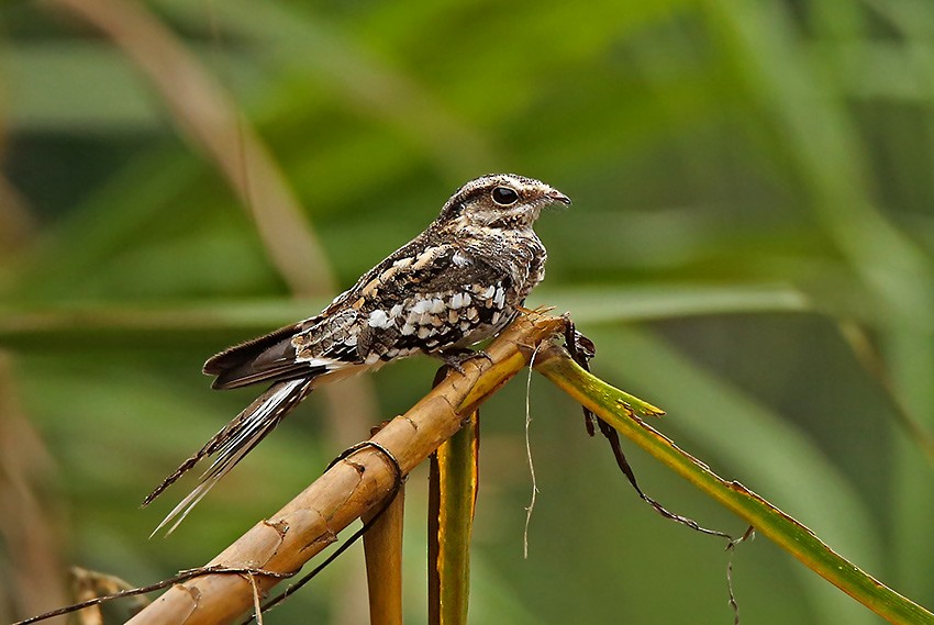 Ladder-tailed Nightjar - ML205017061