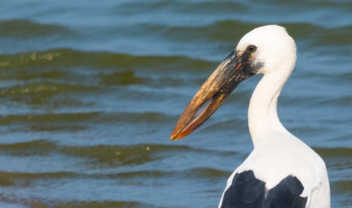 Asian Openbill - Eric Francois Roualet