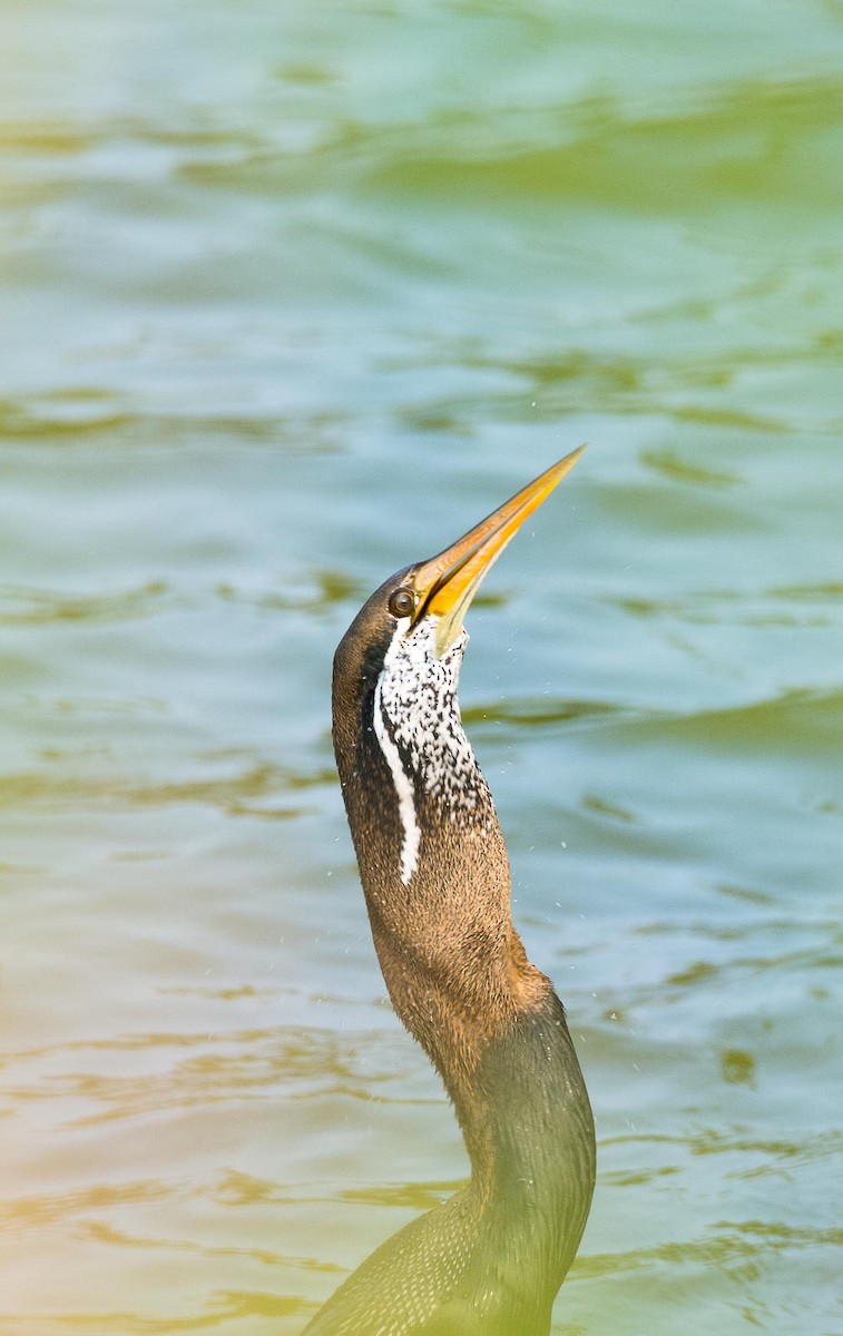 Oriental Darter - Eric Francois Roualet