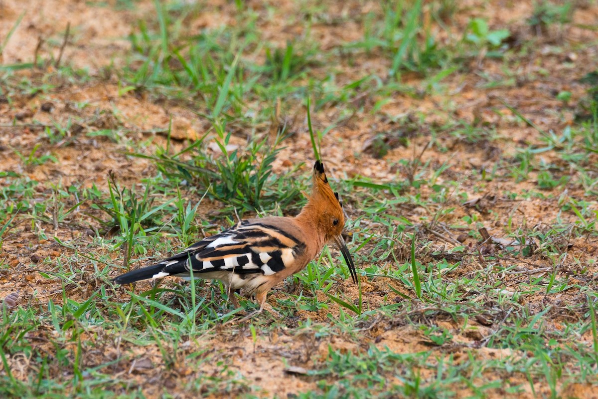 Eurasian Hoopoe (Eurasian) - ML205017401