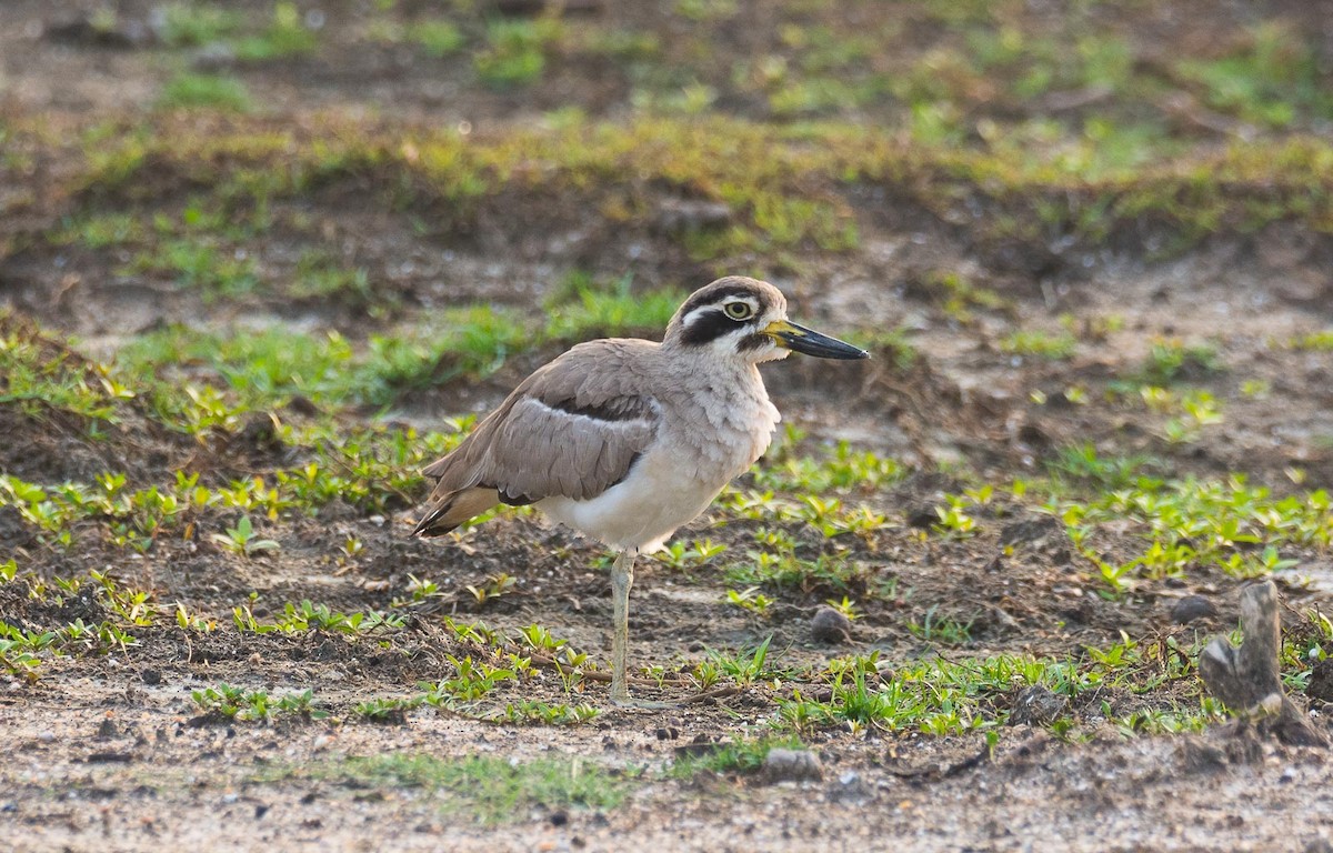 Great Thick-knee - ML205017571