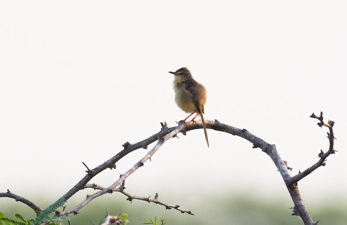 Plain Prinia - ML205017611