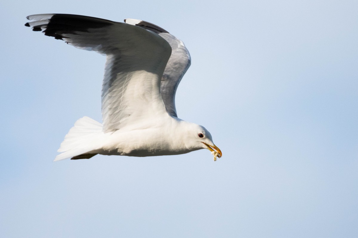 Common Gull (European) - ML205018141