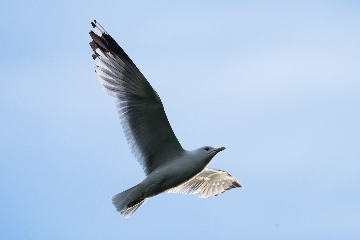 Common Gull (European) - ML205018151