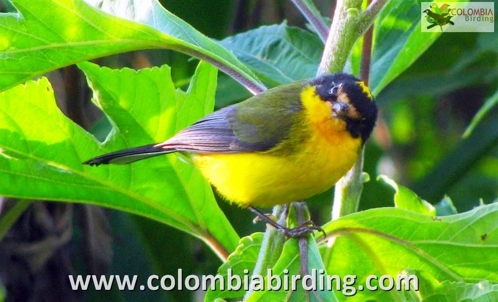 Yellow-crowned Redstart - ML205018741