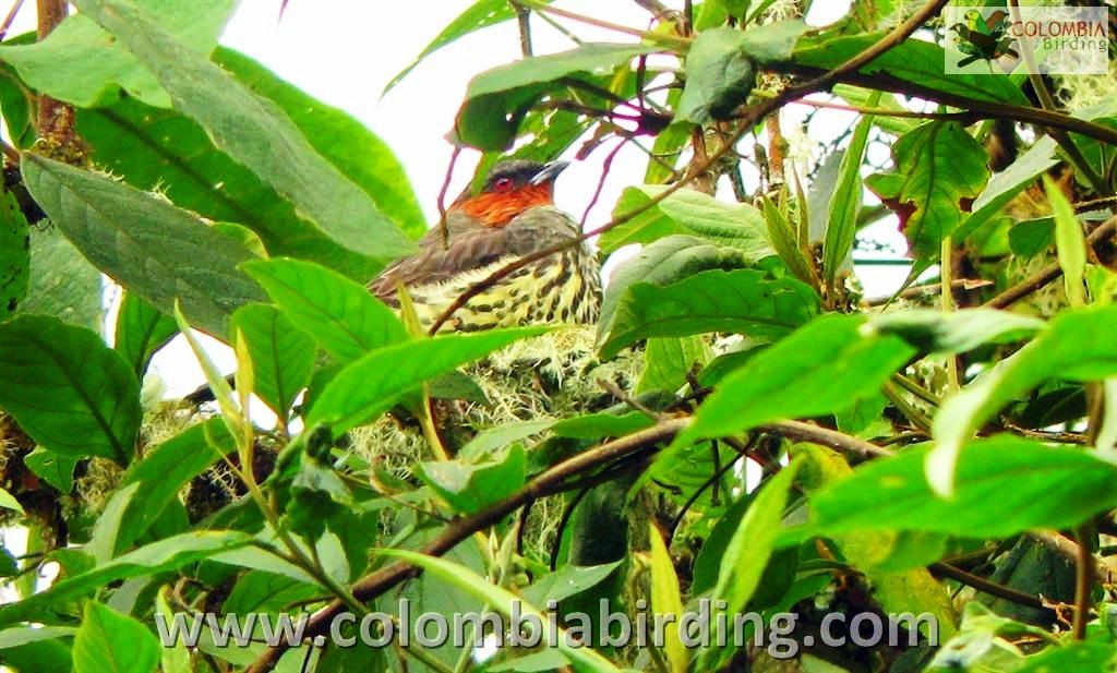 Chestnut-crested Cotinga - Diego Calderón-Franco @diegoCOLbirding