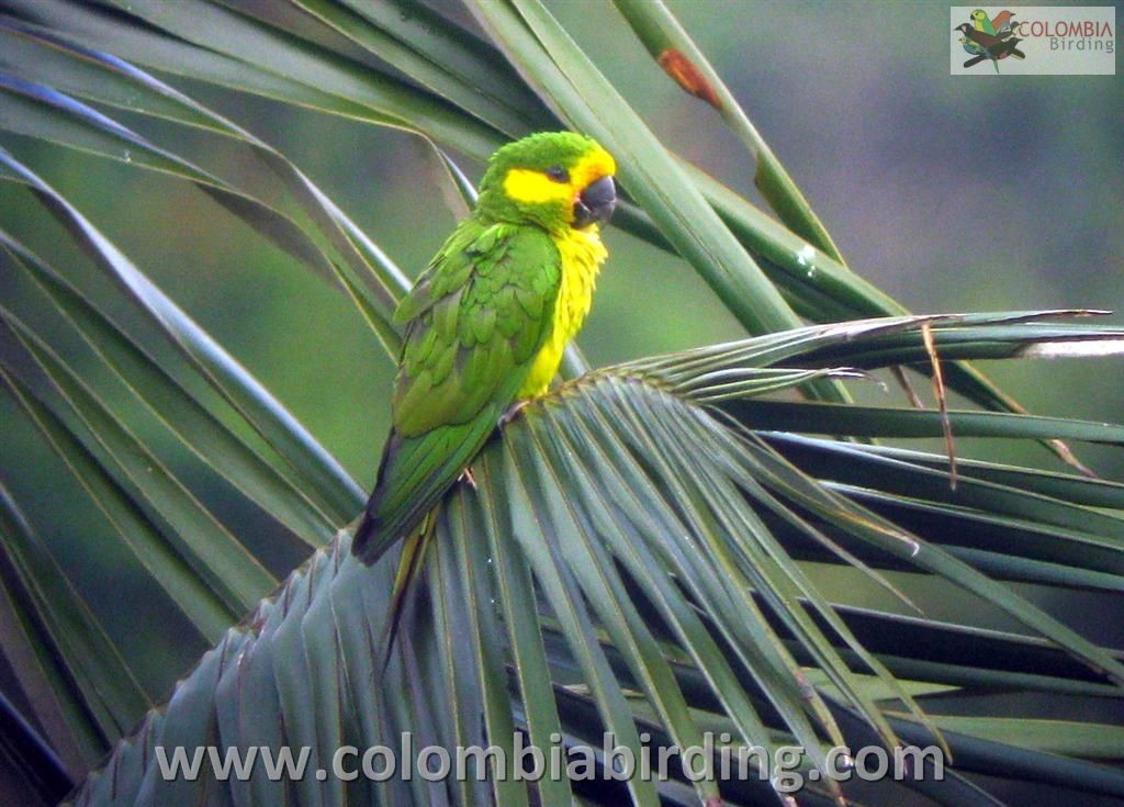 Aratinga Orejigualda - ML205018781