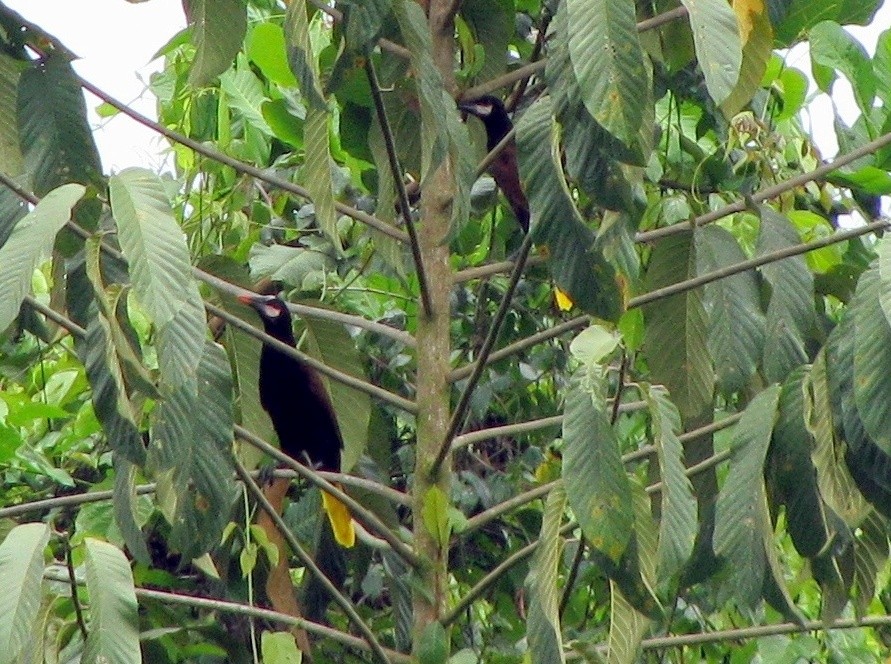 Baudo Oropendola - Diego Calderón-Franco @diegoCOLbirding