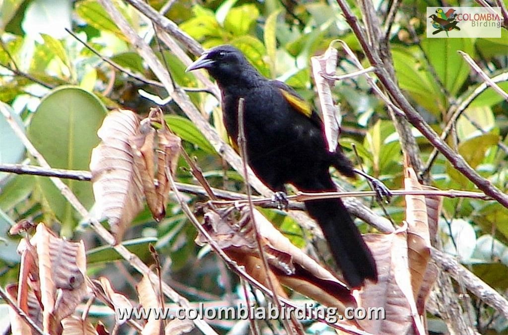 Golden-tufted Grackle - ML205018951