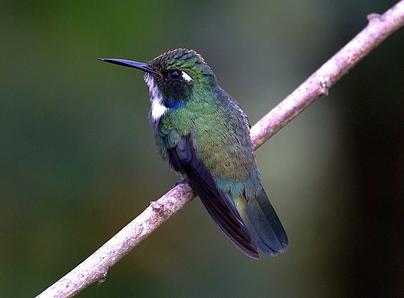 White-throated Daggerbill - Dušan Brinkhuizen