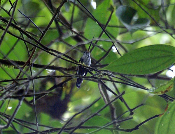 Tooth-billed Hummingbird - Dušan Brinkhuizen