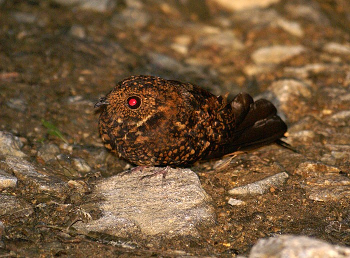 Chotacabras Golondrina - ML205019551