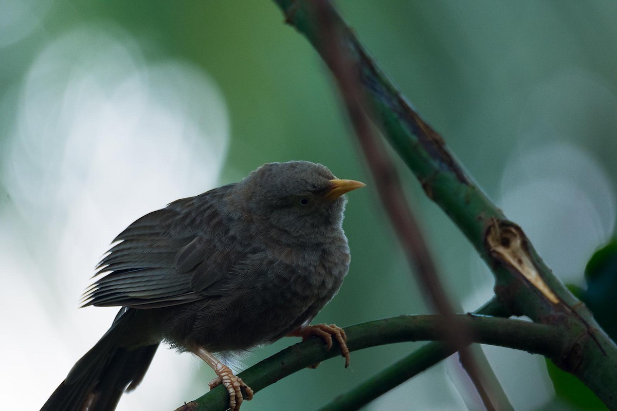 Yellow-billed Babbler - ML205019911