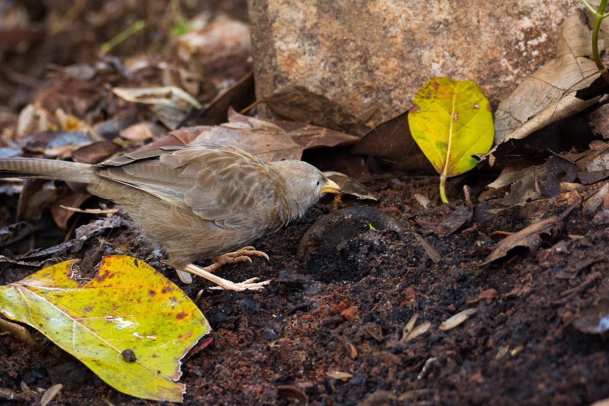 Yellow-billed Babbler - ML205019931