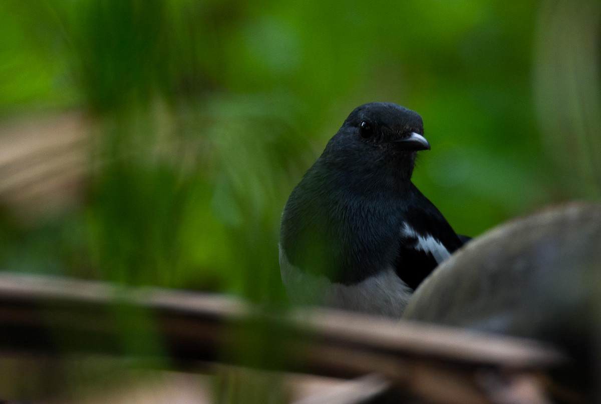 Oriental Magpie-Robin (Oriental) - ML205019961