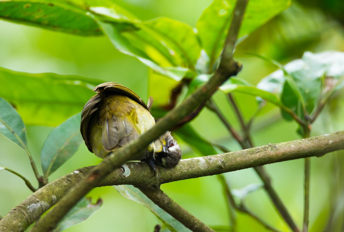 White-browed Bulbul - ML205020001