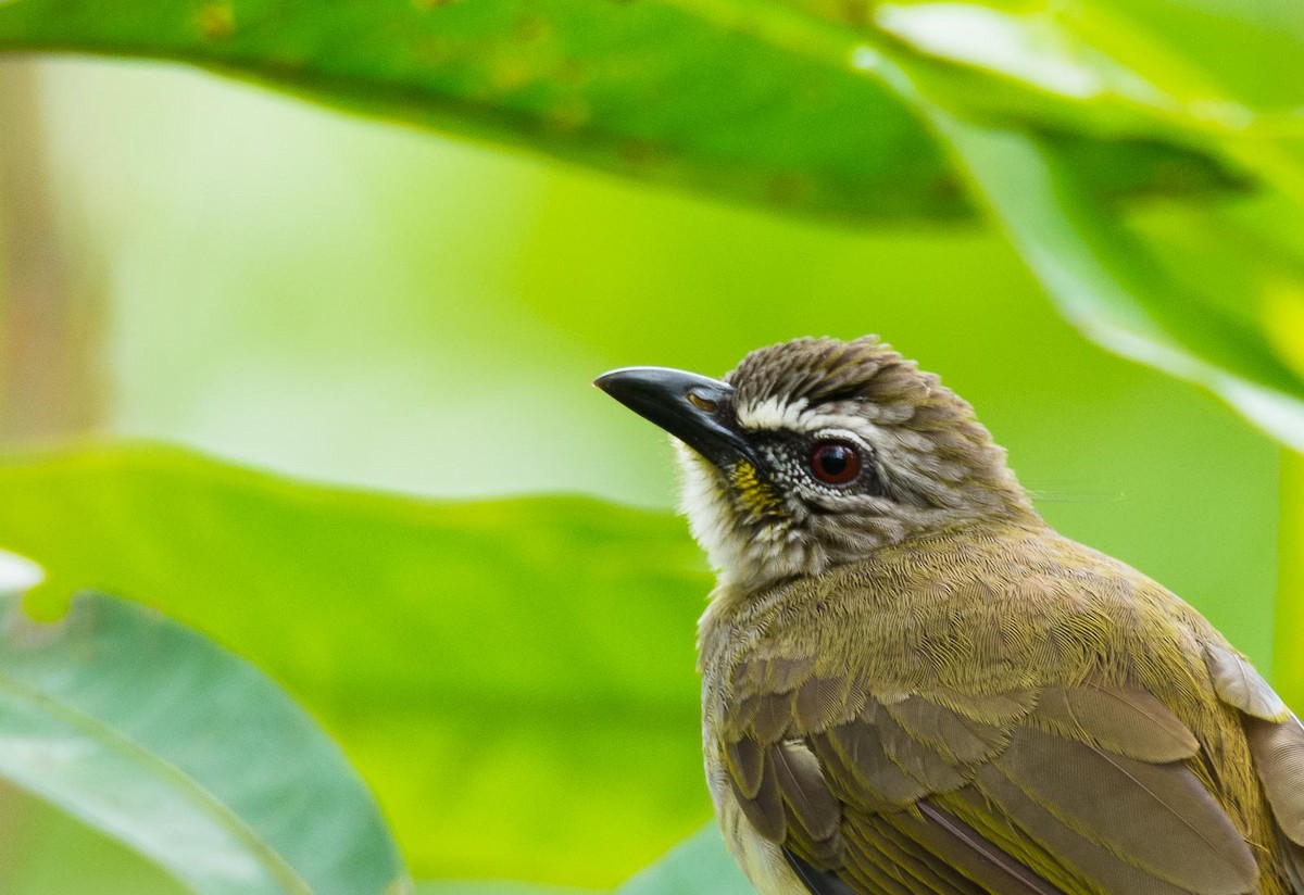 White-browed Bulbul - ML205020011