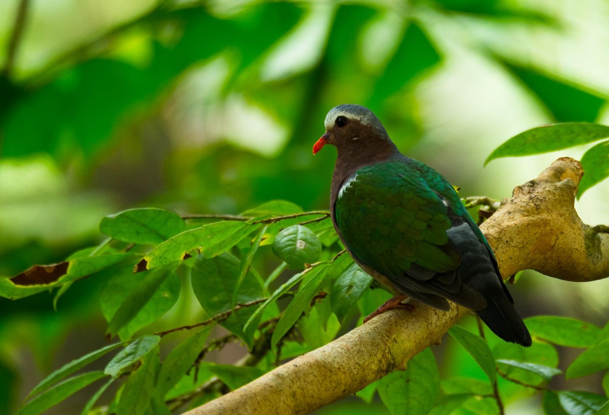 Asian Emerald Dove - ML205020041