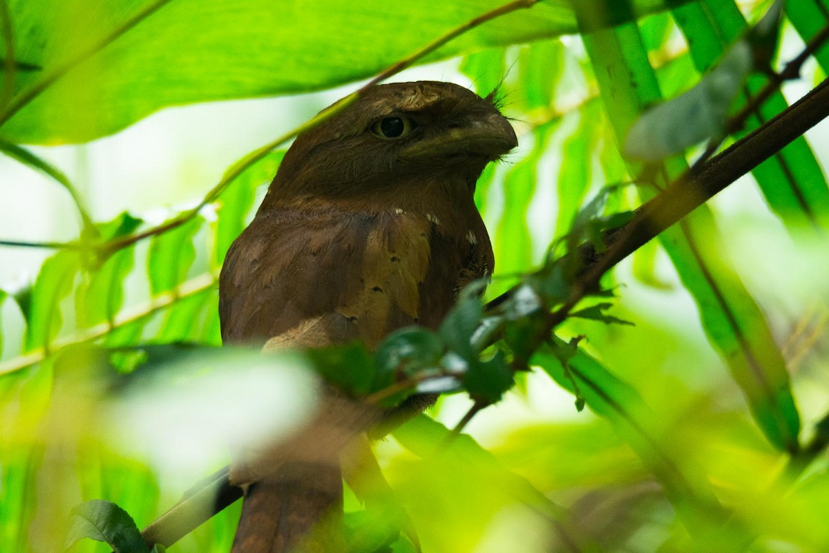 Sri Lanka Frogmouth - ML205020131