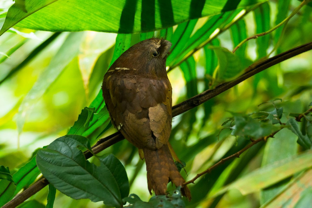 Sri Lanka Frogmouth - ML205020151