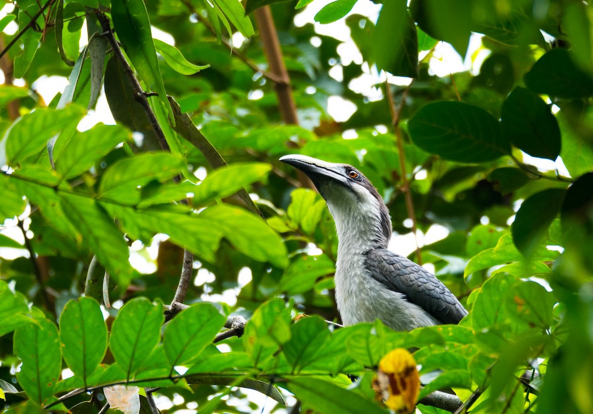 Sri Lanka Gray Hornbill - ML205020161