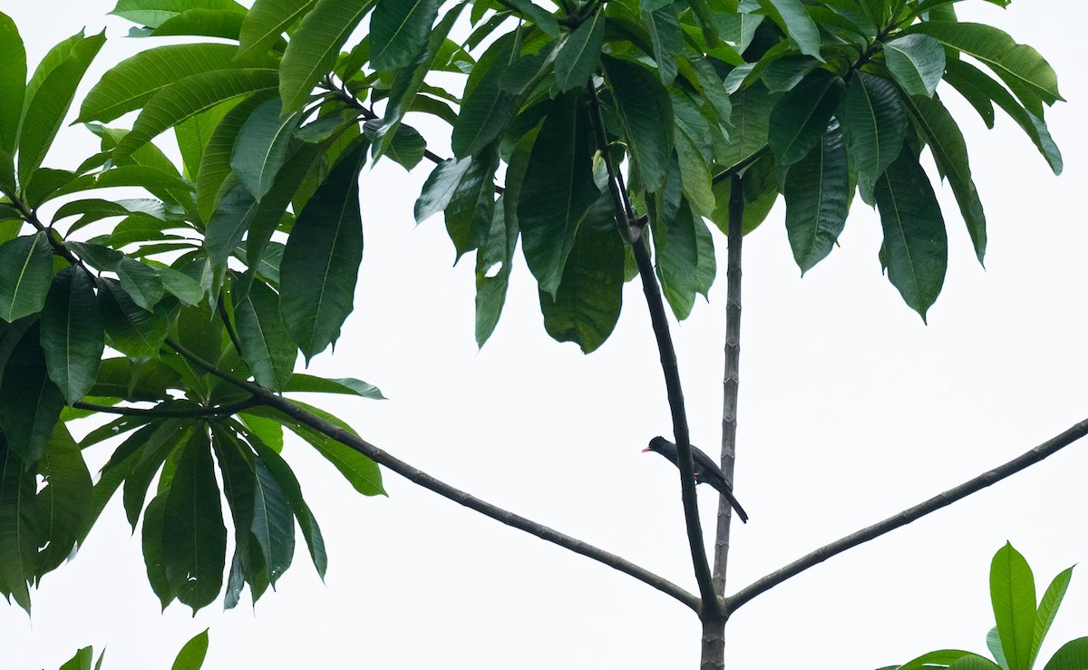 Square-tailed Bulbul (Sri Lanka) - ML205020171