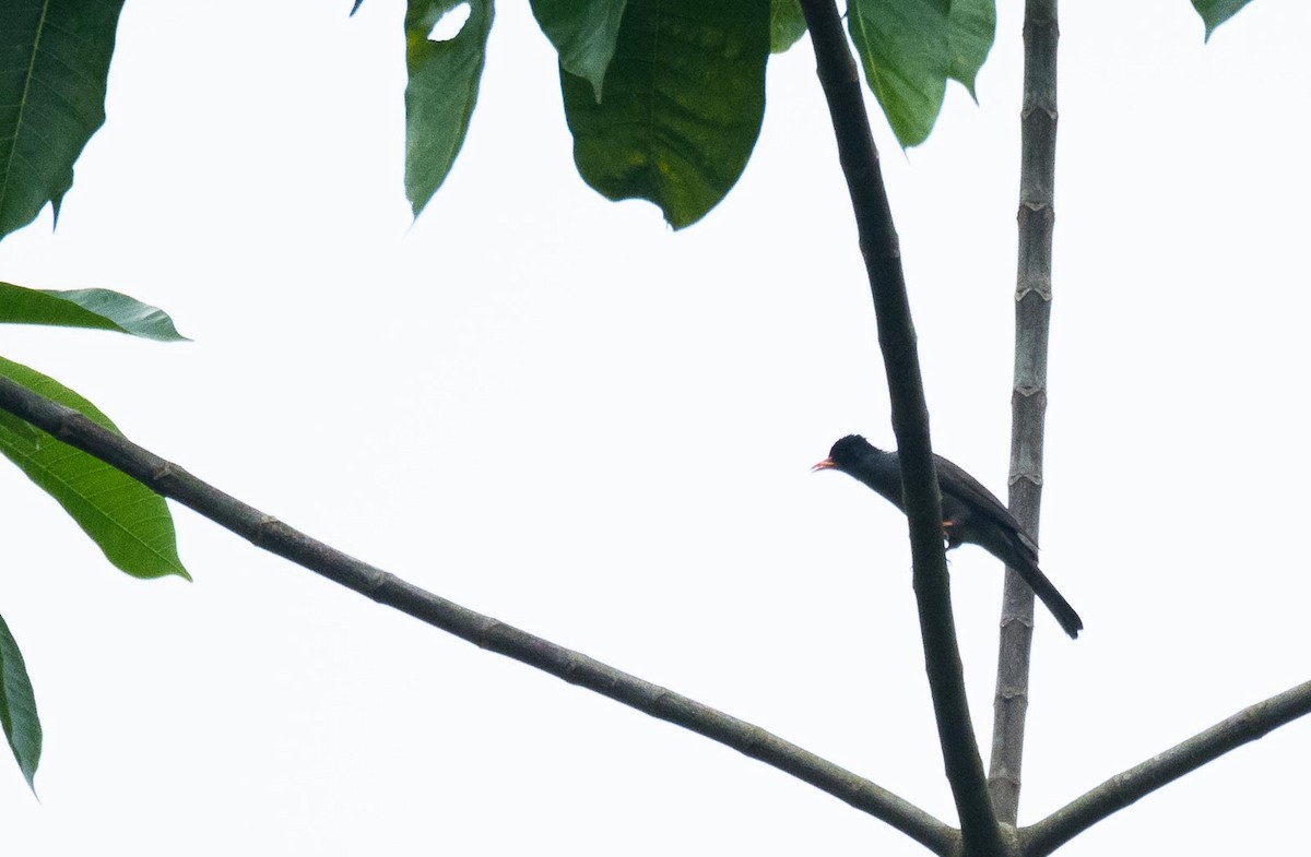 Square-tailed Bulbul (Sri Lanka) - ML205020181