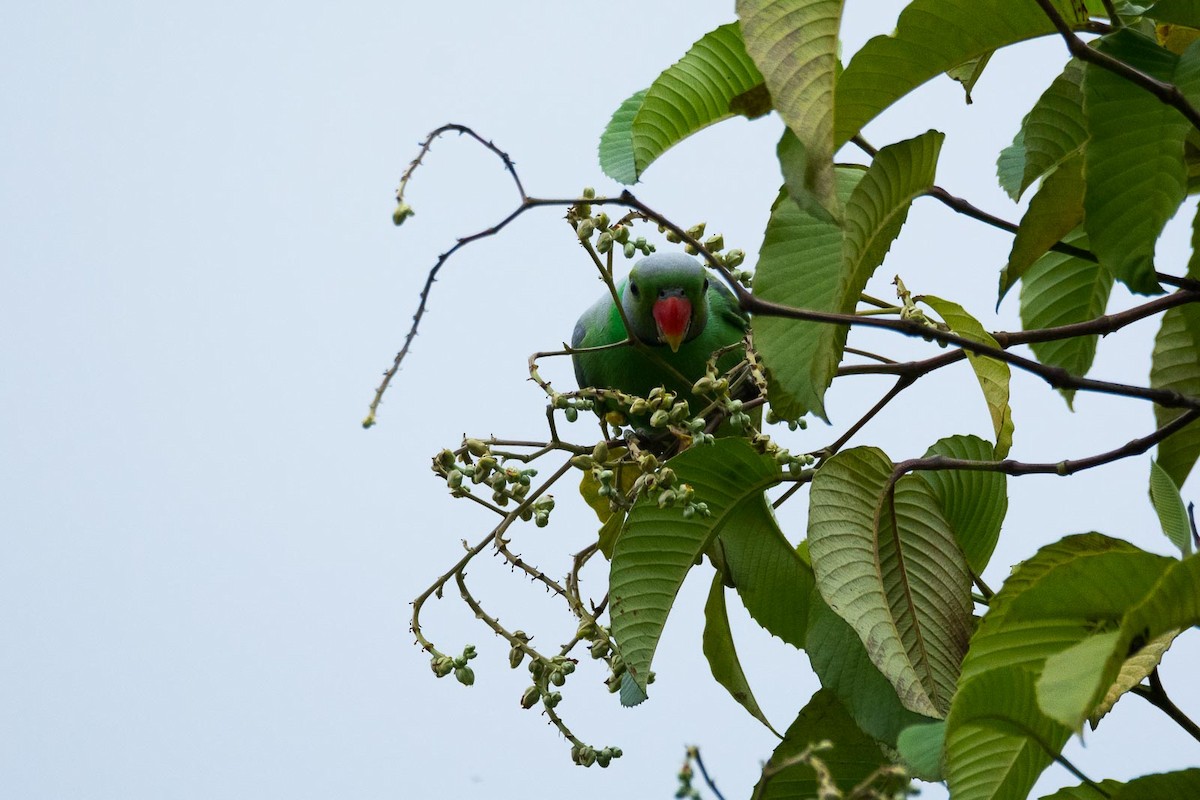 Папужець зеленошиїй - ML205020191
