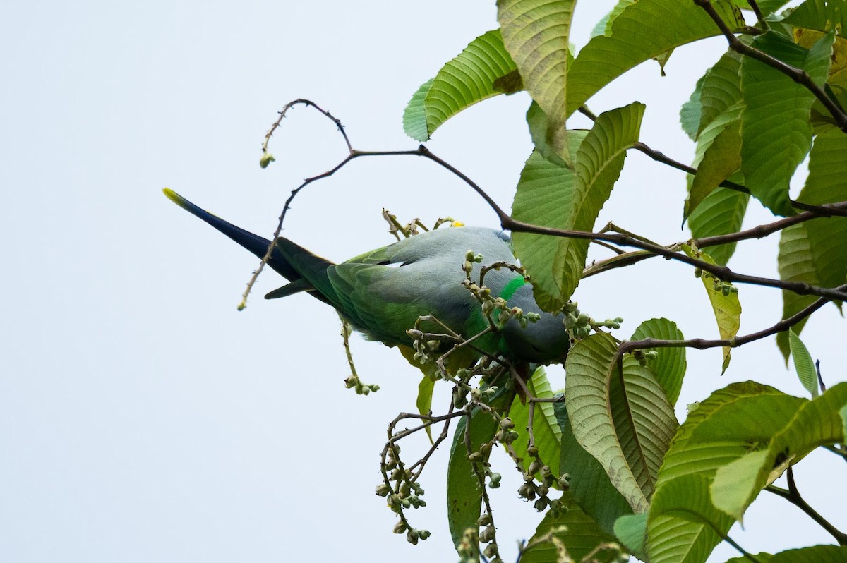 Layard's Parakeet - Eric Francois Roualet