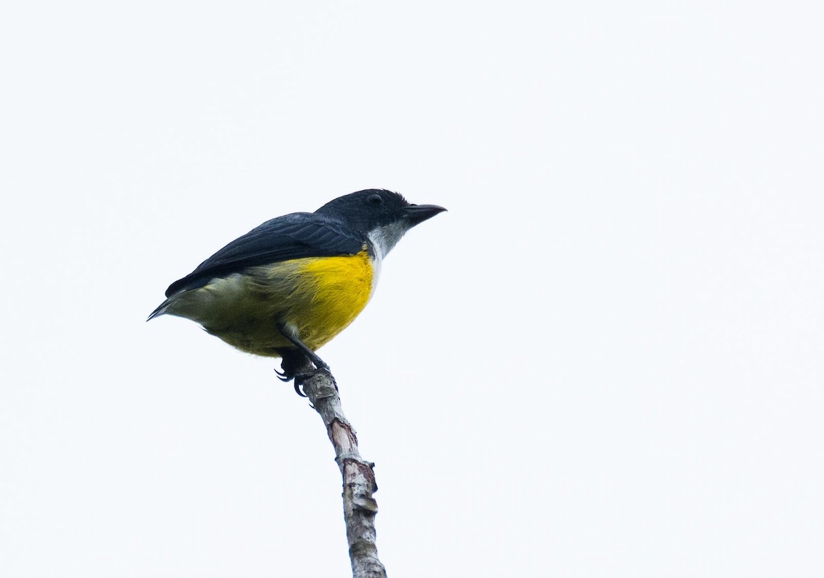 White-throated Flowerpecker - ML205020251