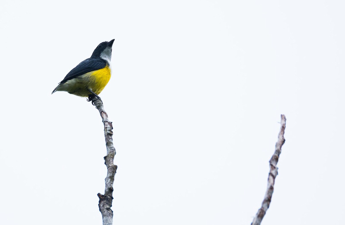 White-throated Flowerpecker - ML205020261