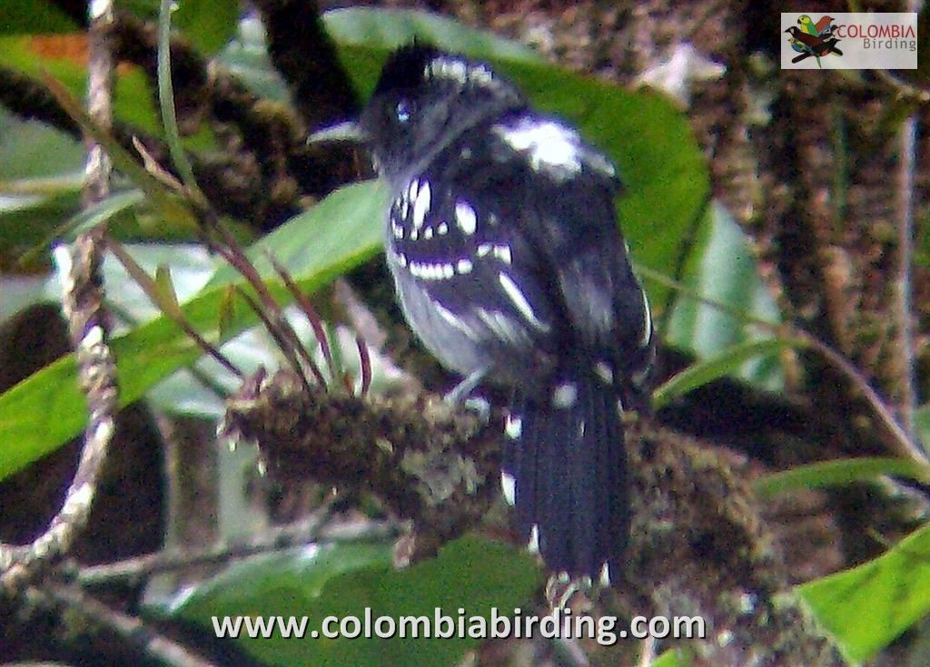 Streak-backed Antshrike - ML205021281