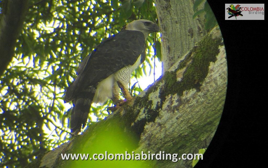 Harpy Eagle - ML205021391