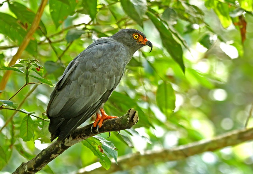 Slender-billed Kite - ML205021791