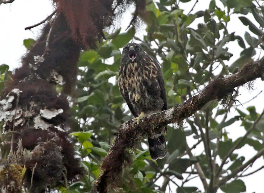 White-rumped Hawk - ML205021871