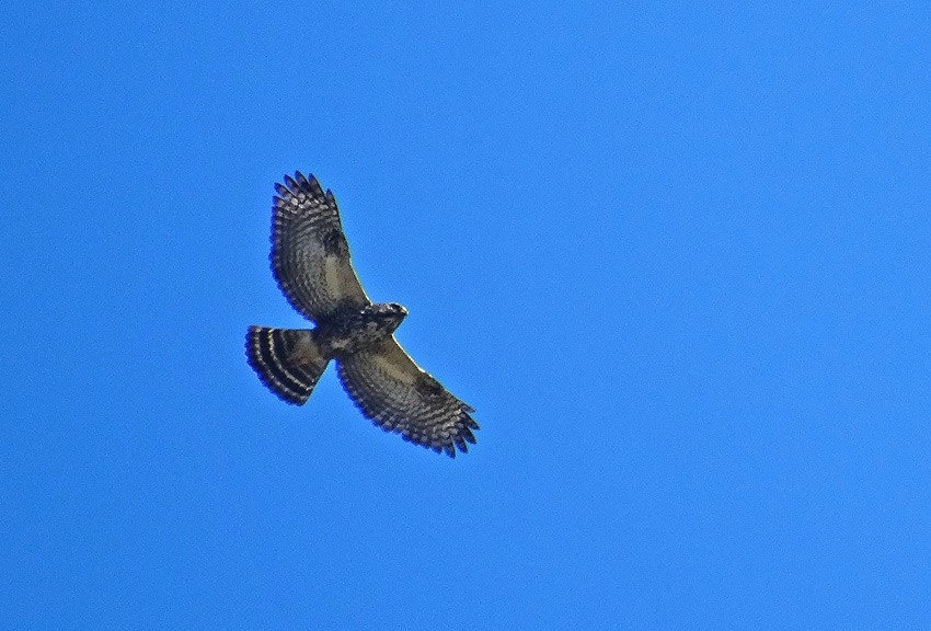 White-rumped Hawk - ML205021881