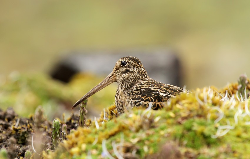 Jameson's Snipe - Roger Ahlman