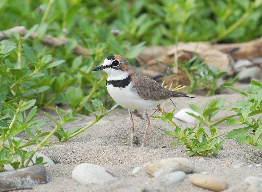 Photos - Collared Plover - Anarhynchus collaris - Birds of the World