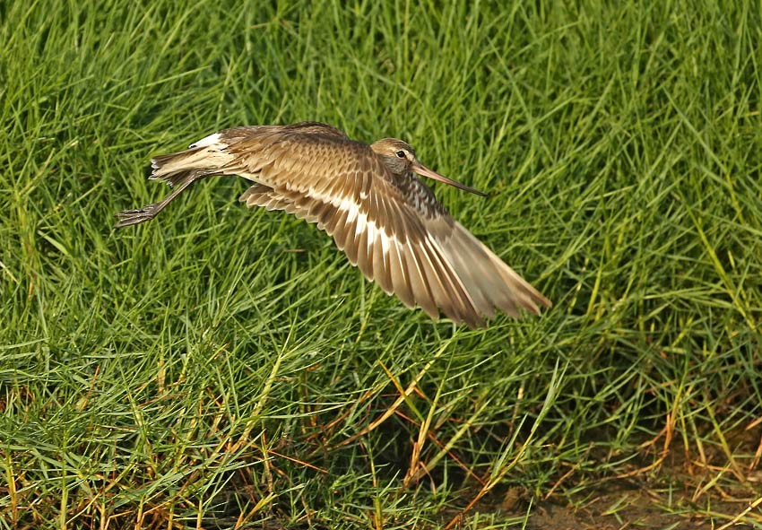 Hudsonian Godwit - ML205022141