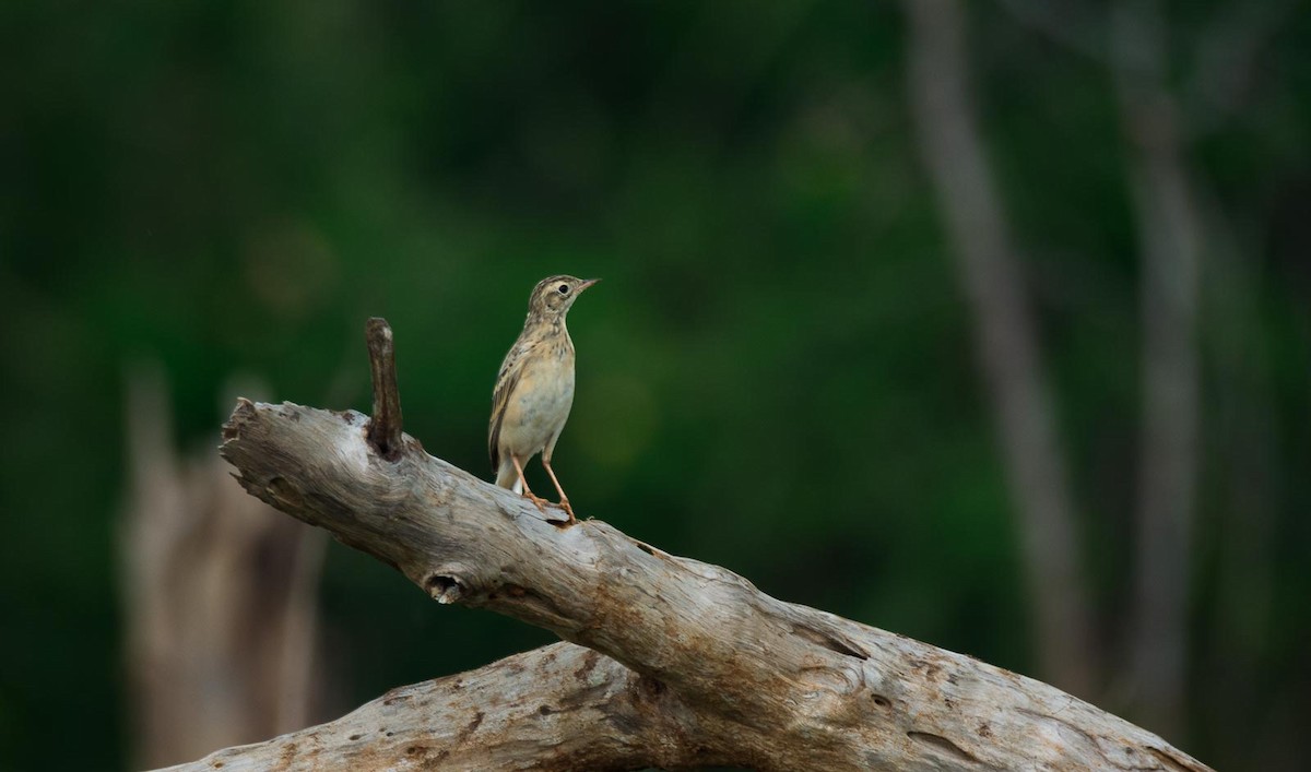 Paddyfield Pipit - ML205022311