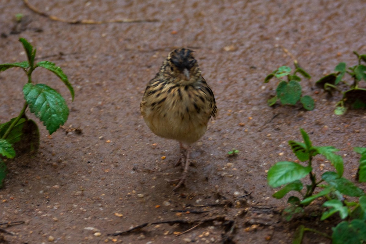 Jerdon's Bushlark - ML205022331