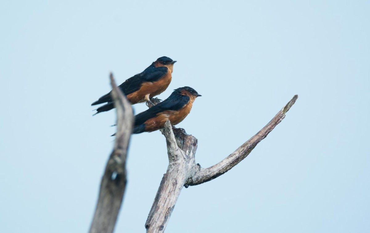 Sri Lanka Swallow - ML205022351