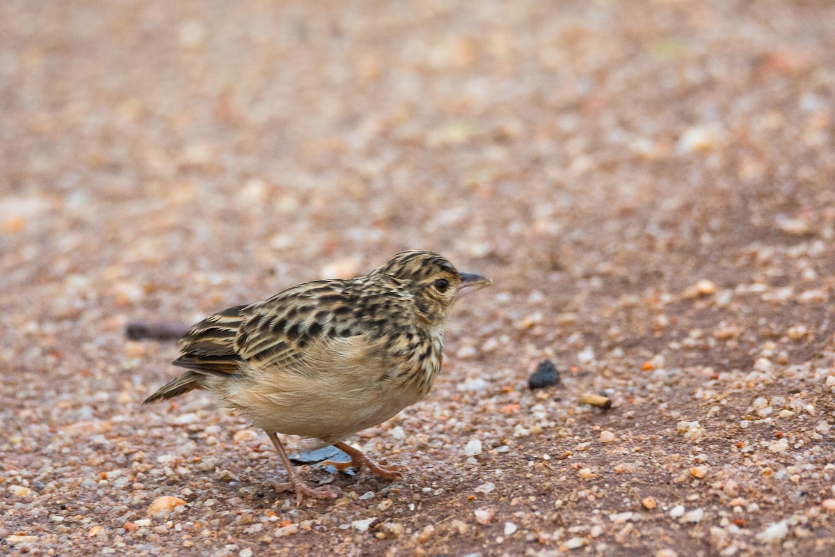 Jerdon's Bushlark - ML205022361